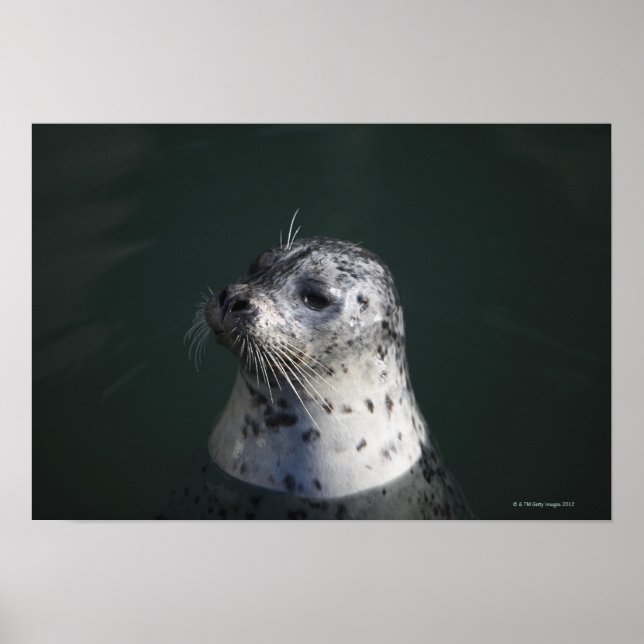 Affiche A harbor seal (Devant)