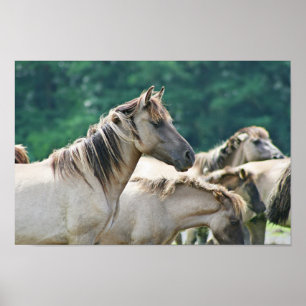 Affiche A herd of Brumby Horses from Australia
