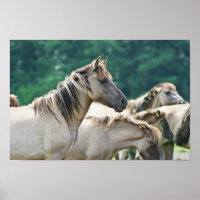A herd of Brumby Horses from Australie