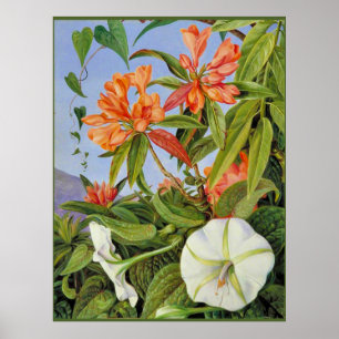 Affiche A Javan Rhododendrum et Ipomoea