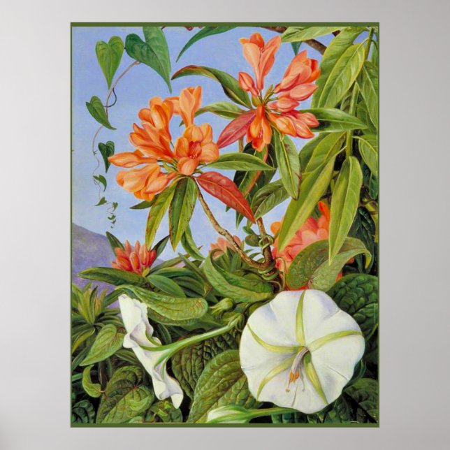 Affiche A Javan Rhododendrum et Ipomoea (Devant)