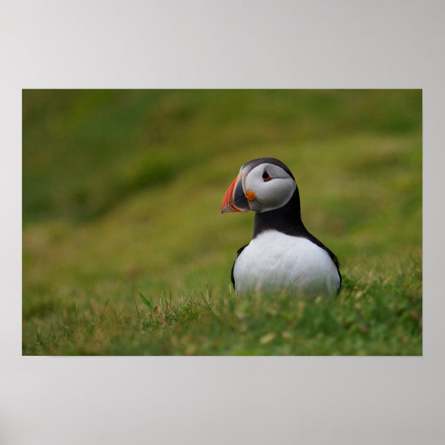 Affiche À la recherche du Puffin de Burrow (Devant)