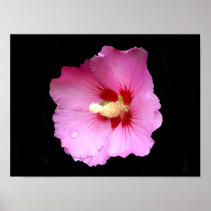 Affiche à l'Hibiscus Rose