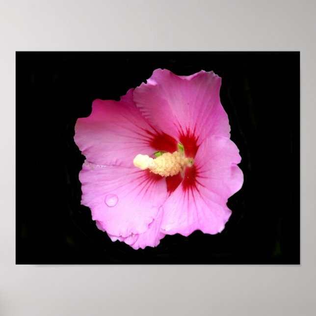 Affiche à l'Hibiscus Rose (Devant)