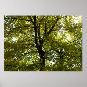 Affiche À l'intérieur d'un érable jaune automne