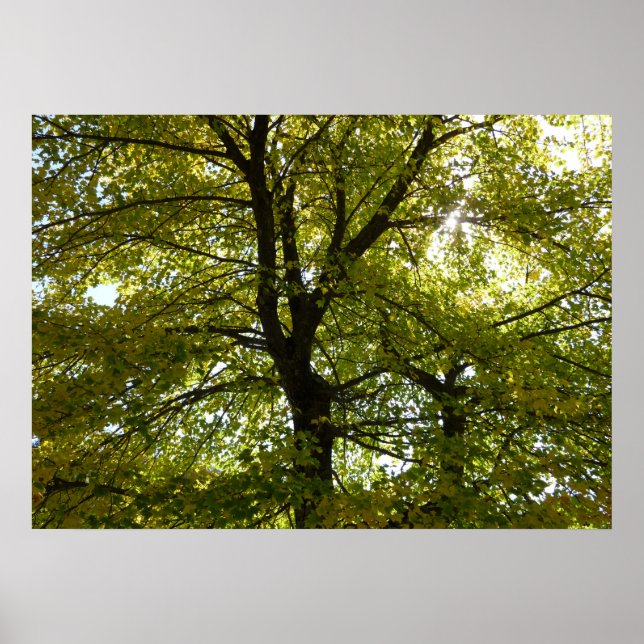 Affiche À l'intérieur d'un érable jaune automne (Devant)