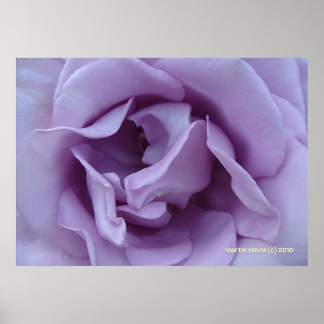 Affiche À l'intérieur d'un Rose Lavender (Devant)