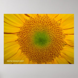 Affiche À l'intérieur d'un tournesol