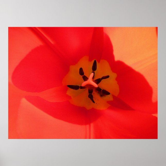 Affiche À l'intérieur d'une tulipe (Devant)