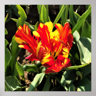 Affiche À l'intérieur d'une tulipe de perroquet flamboyant