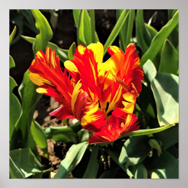 Affiche À l'intérieur d'une tulipe de perroquet flamboyant (Devant)