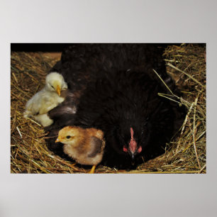 Affiche A Mama and Her Chicks