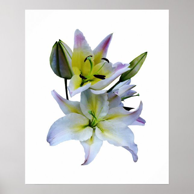 Affiche À PARTIR DE MOINS DE 20 $ - Belles Lys Blancs (Devant)