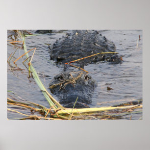 Affiche À plus tard Alligator