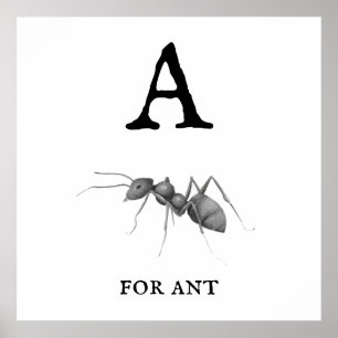 Affiche "A" pour Ant