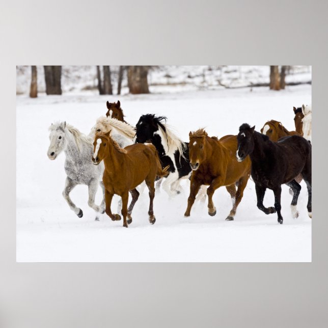 Affiche A winter scenic of running horses (Devant)