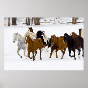 Affiche A winter scenic of running horses on The