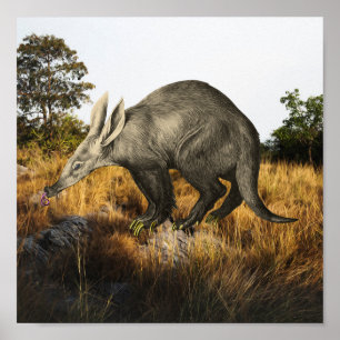 Affiche Aardvark