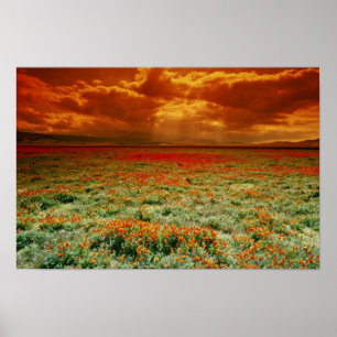 Affiche Abandonnez le coucher du soleil sur un champ des