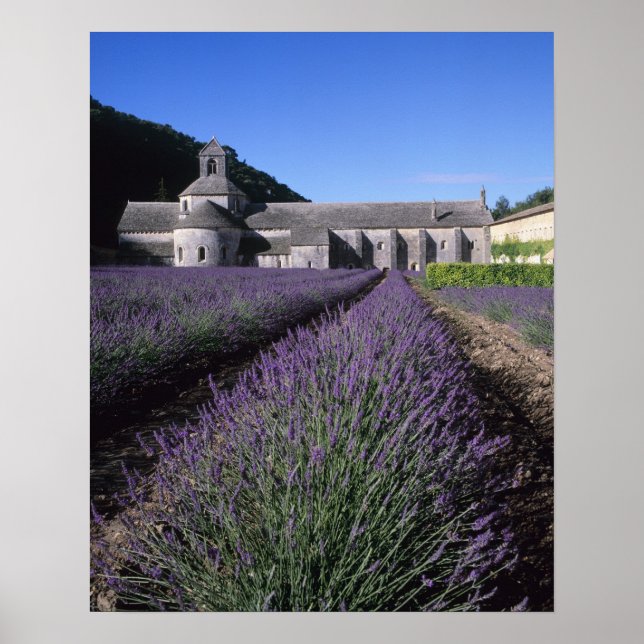 Affiche Abbaye de Senanque, Gordes, Vaucluse, Provence, (Devant)