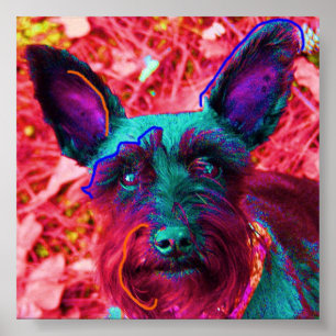 Affiche Abby le Schnauzer