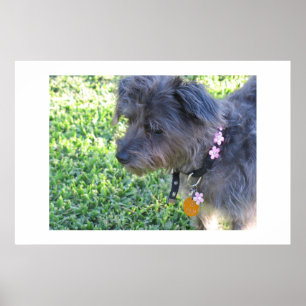 Affiche Abby Mae
