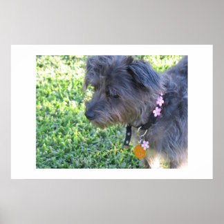 Affiche Abby Mae