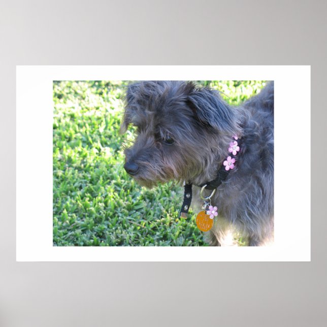 Affiche Abby Mae (Devant)