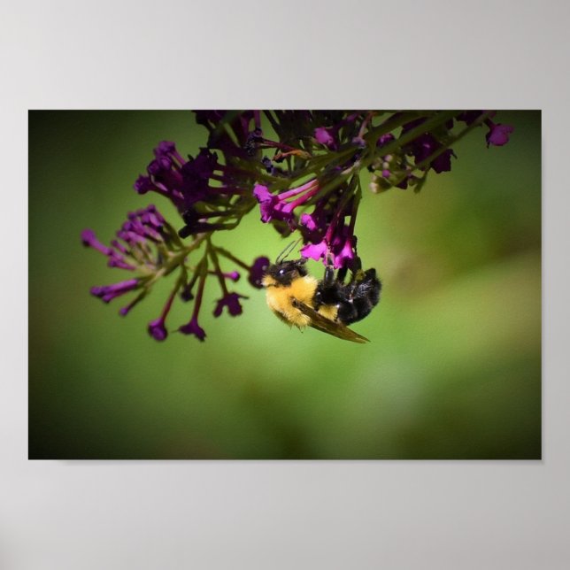 Affiche Abee, (Devant)