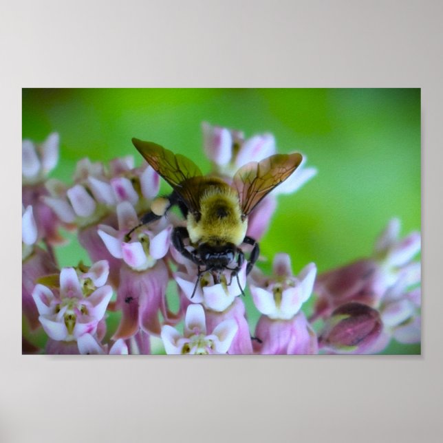 Affiche Abee, (Devant)