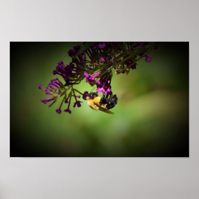 Affiche Abee, (Devant)