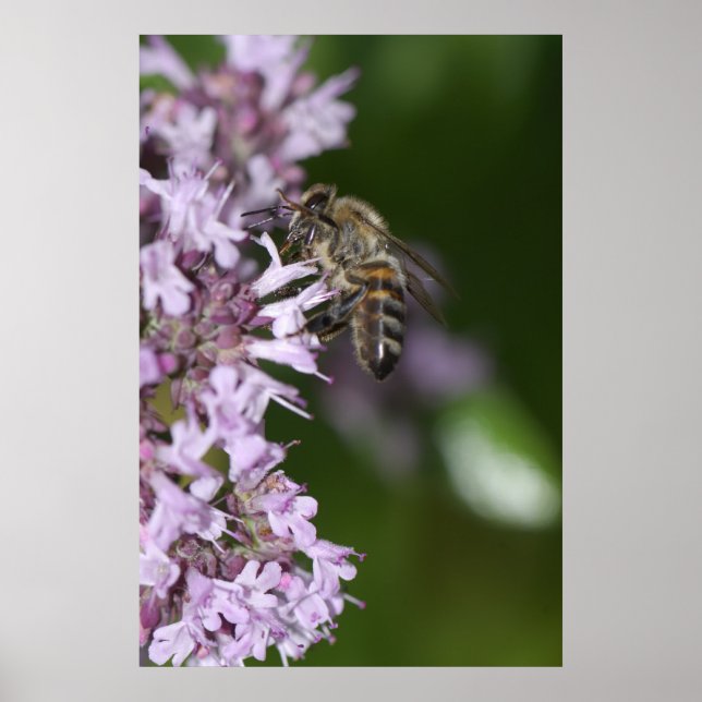 Affiche Abee (Devant)
