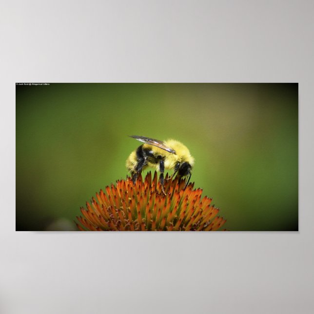Affiche Abee, (Devant)