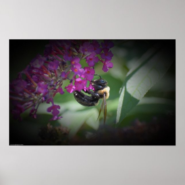 Affiche Abee, (Devant)