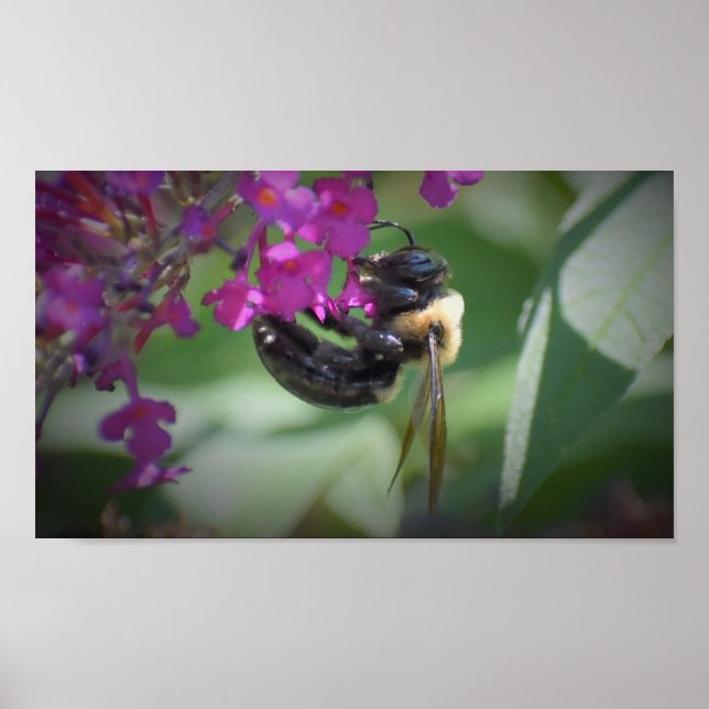 Affiche Abee, (Devant)