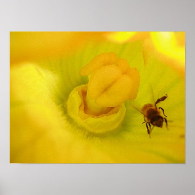 Affiche Abeille à la fleur de courgette jaune petit (Devant)