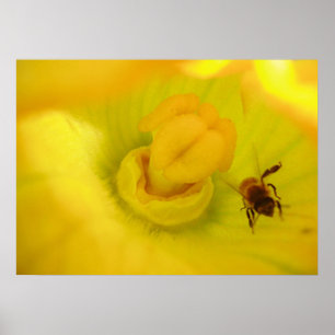 Affiche Abeille à l'intérieur de Zucchini
