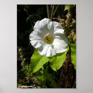 Affiche Abeille à Miel sur Glory Morning Sauvage