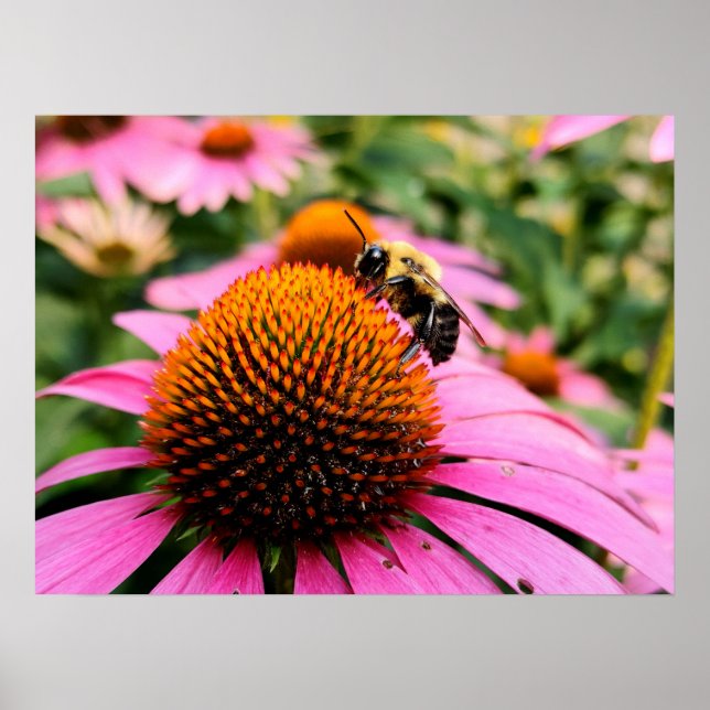 Affiche Abeille affairée sur une Echinacea pourpre (Devant)