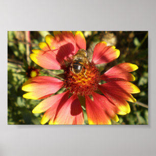 Affiche Abeille assise sur un noyau de fleur gaillardia