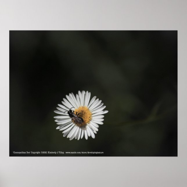 Affiche Abeille cosmopolite (Devant)