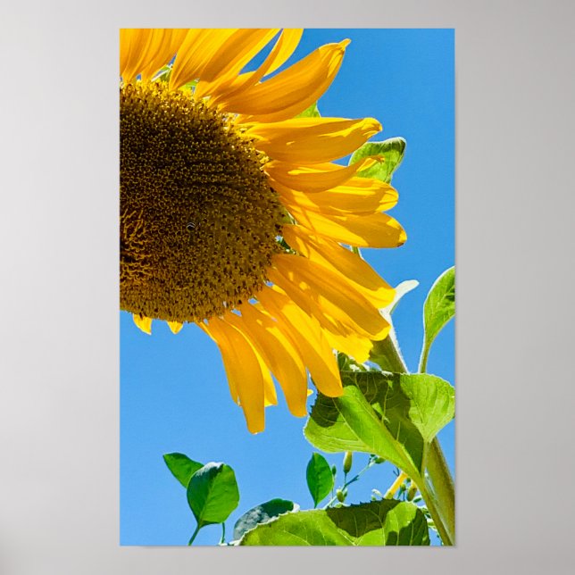 Affiche Abeille dans le tournesol (Devant)