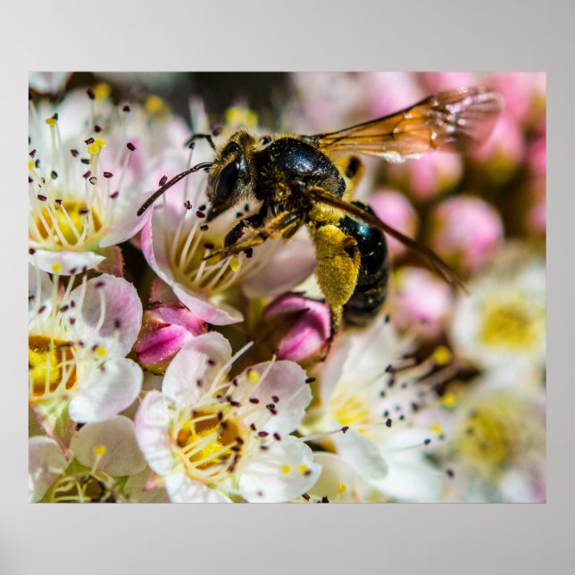 Affiche Abeille dans le voisinage 28x24 Archival Print (Devant)