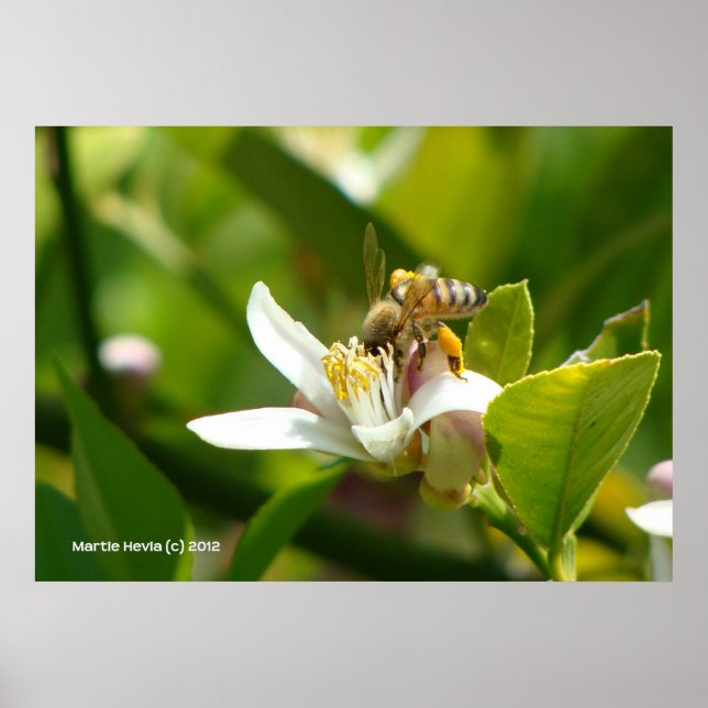 Affiche Abeille de fleurs de citron (3) (Devant)