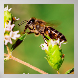 Affiche Abeille de miel en action