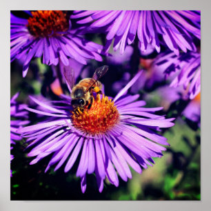 Affiche Abeille De Miel Sur Fleur D'Aster Violet