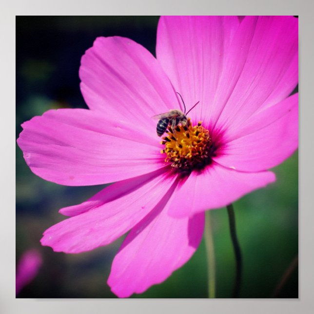 Affiche Abeille De Miel Sur Fleur De Cosmos Rose (Devant)