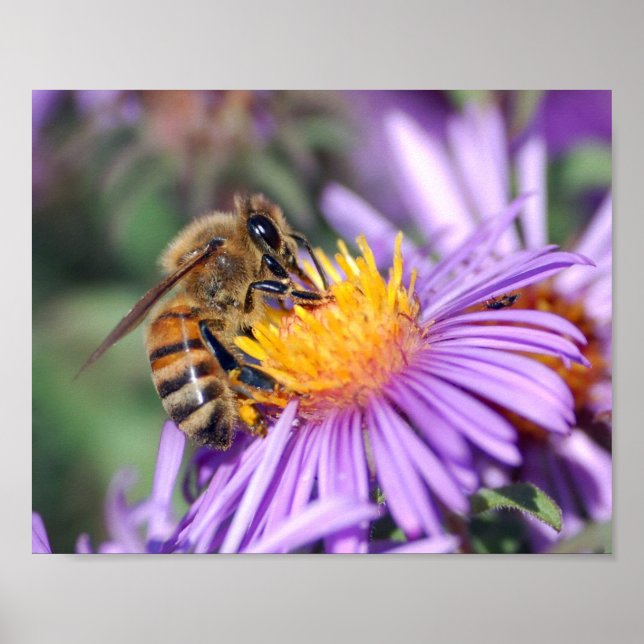 Affiche Abeille de miel sur Fleur rose violet (Devant)
