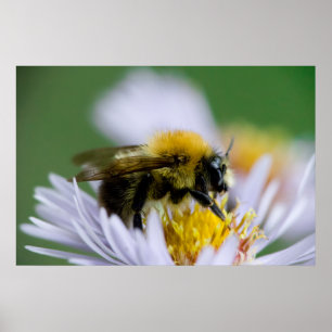Affiche Abeille de miel sur une fleur blanche