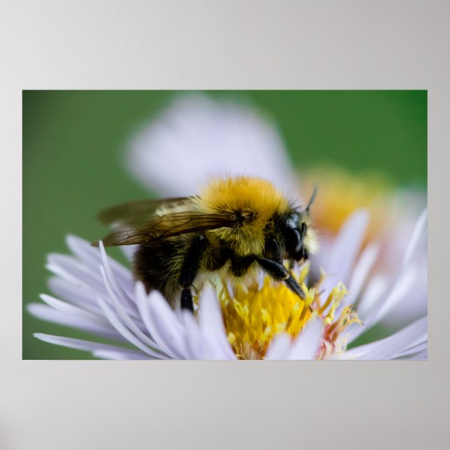 Affiche Abeille de miel sur une fleur blanche (Devant)